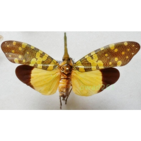 Pyrops viridirostris (Westwood, 1848) 72mm Thailand